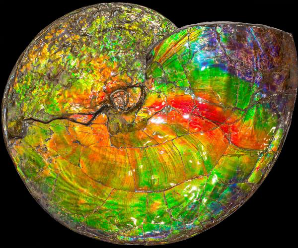 Multi-coloured Alberta Bearpaw Ammonite